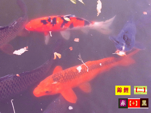 錦鯉　赤い鯉　【二】黒い模様　【水相観】