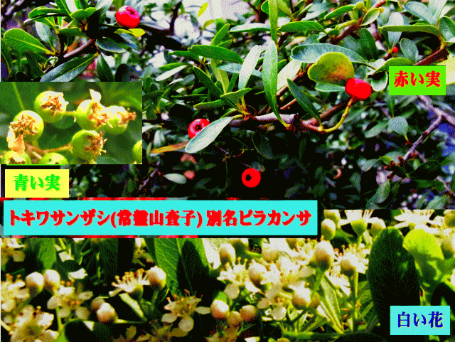 トキワサンザシ(常盤山査子)＝ピラカンサ　白い花が赤い実に
