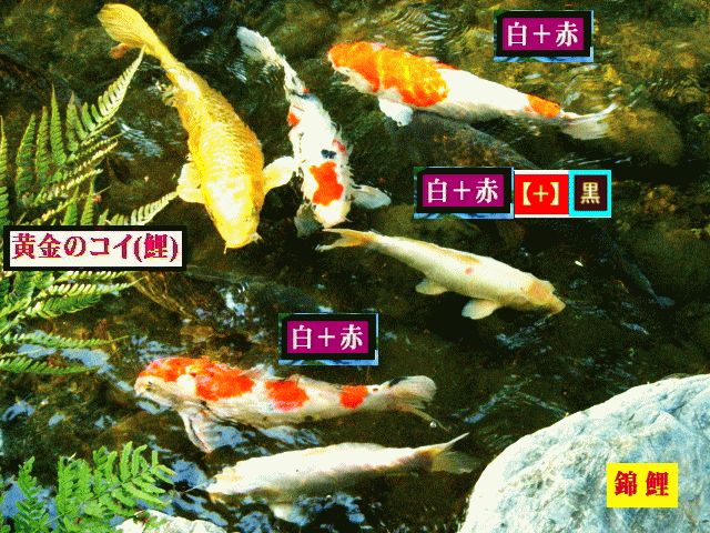 錦鯉　　黄金の鯉　　赤と白と黒の鯉　【水相観】