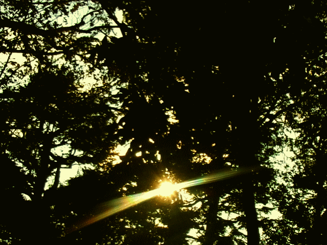秋の空　◇木洩れ日