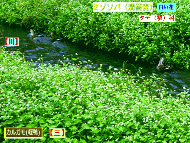 【川】のカルガモ(軽鴨)【三】-1　ミゾソバ（溝蕎麦）白い花　タデ（蓼）科