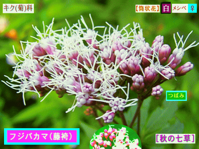フジバカマ(藤袴) [秋の七草]　白メシベ♀【筒状花】