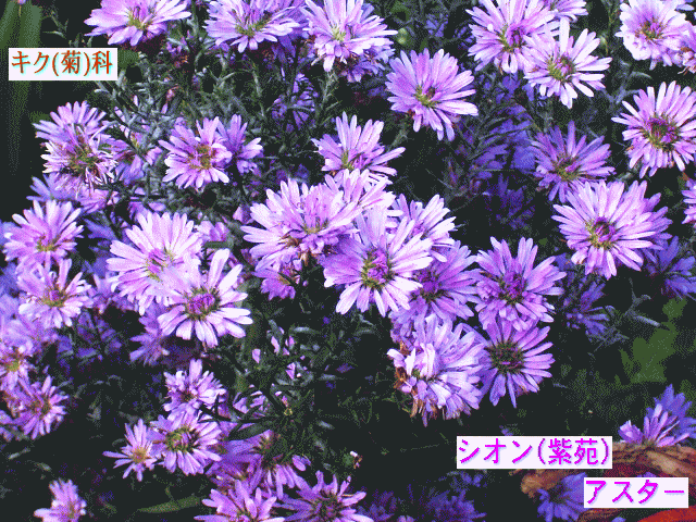 シオン(紫苑)＝アスター 　キク(菊)科 　500種以上