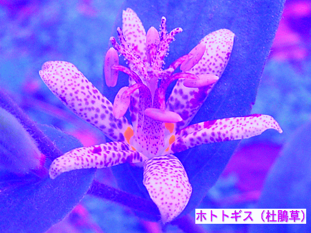 ホトトギス（杜鵑草 不如帰 子規） 　赤紫の斑点