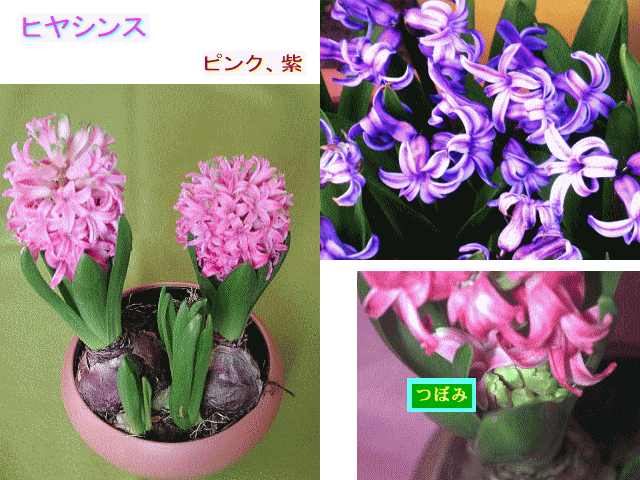 ヒヤシンス　葉の下のつぼみ開花  ピンク、紫