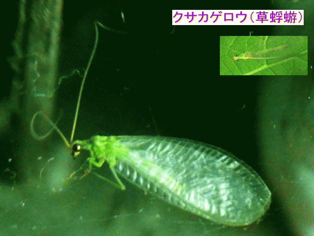 クサカゲロウ（草蜉蝣）の成虫、透明な羽と黄緑の胴体