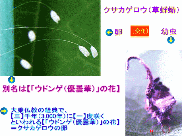 ウドンゲ（優曇華）の花　クサカゲロウ（草蜉蝣）の卵、幼虫