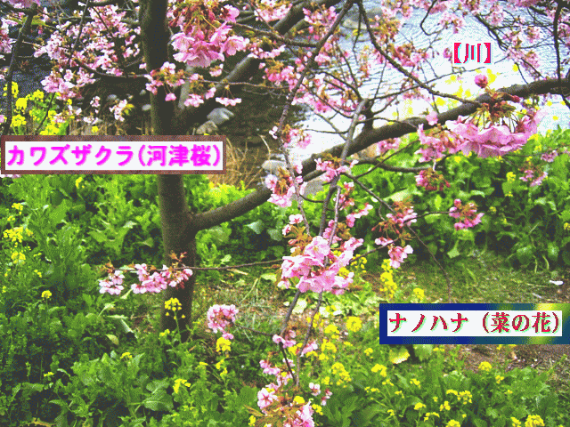 伊豆の川辺（かわべ）に咲く、河津桜と菜の花