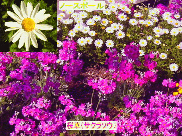 紫紅色の桜草（サクラソウ）と白いノースポール