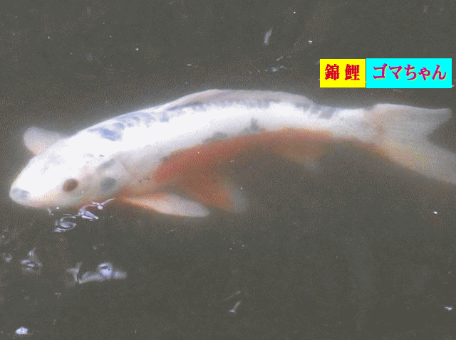 錦鯉(にしきごい)　ゴマちゃん　胸と肚（はら）は赤い　【水相観】