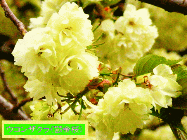ウコンザクラ（鬱金桜）黄緑の桜 多重の花びら