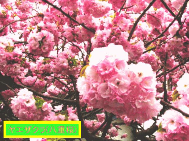 ヤエザクラ(八重桜)　濃いピンク　多重の花びら