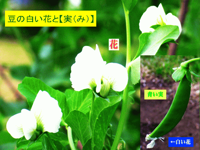 豆の白い花　スナップ豌豆（えんどう）？