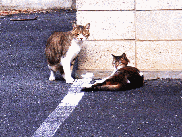 ネコ（猫)【二】匹コミュニケーション。喧嘩…　-1