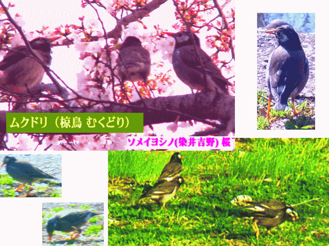 ムクドリ（椋鳥）と桜、地上で萌える草を食べる