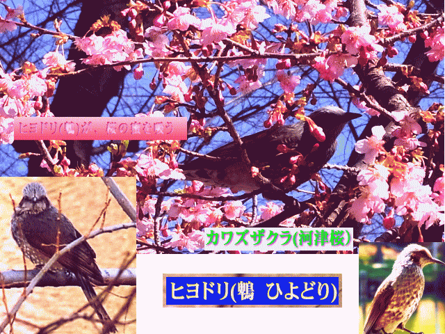 ヒヨドリ(鵯)と桜、正面と横の顔 