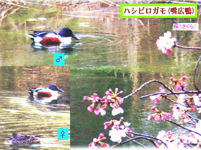 冬の渡り鳥、ハシビロガモ(嘴広鴨)♂♀と桜 