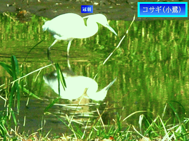 コサギ(小鷺)　【川】を歩き、漁をする　水鏡