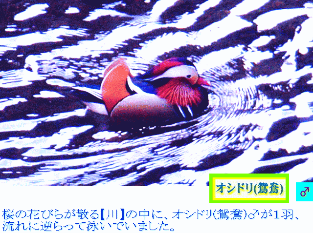 オシドリ(鴛鴦)-1　【川】の流れに逆らい泳ぐ鴛鴦♂が１羽