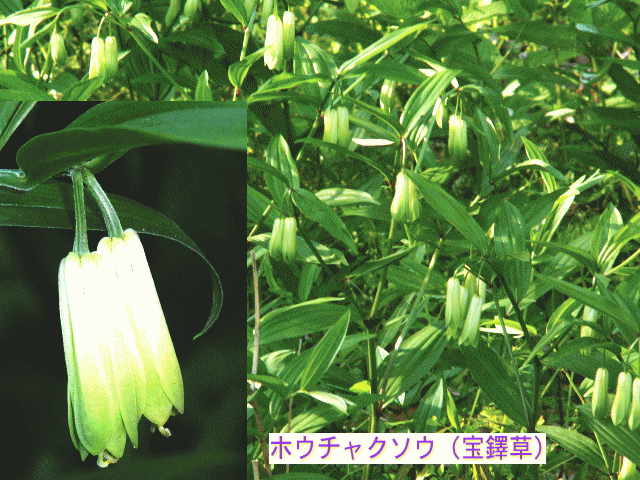 ホウチャクソウ（宝鐸草）　白から緑のグラデーション花