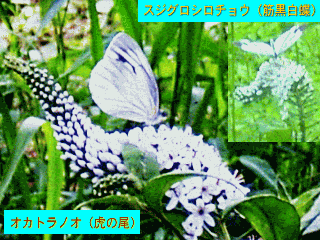 白いオカトラノオ（虎の尾）とスジグロシロチョウ（筋黒白蝶）
