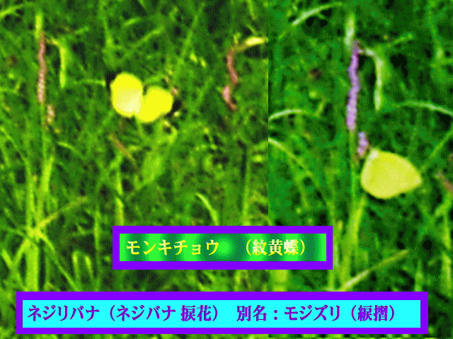 ネジリバナ（ネジバナ 捩花）とモンキチョウ（紋黄蝶）