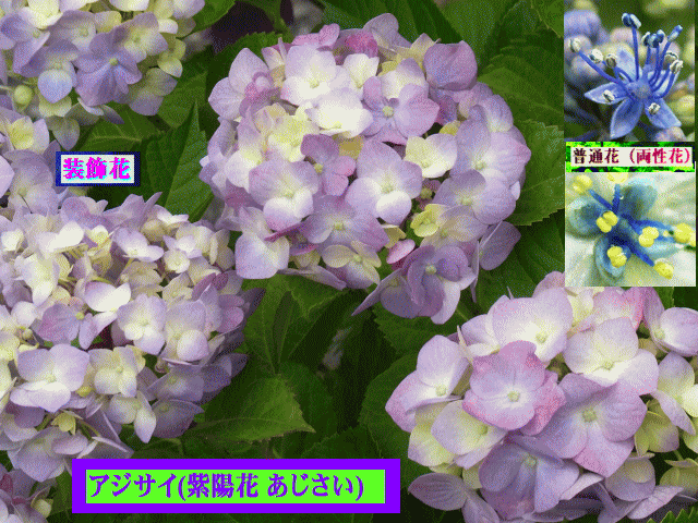 アジサイ(紫陽花) -4　普通花（両性花）と装飾花