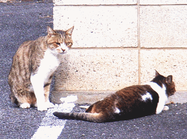 ネコ（猫)【二】匹コミュニケーション。喧嘩…-3　