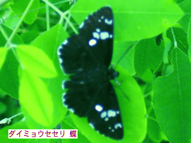 ダイミョウセセリ（大名せせり） 黒い蝶　白い斑紋（ドット）