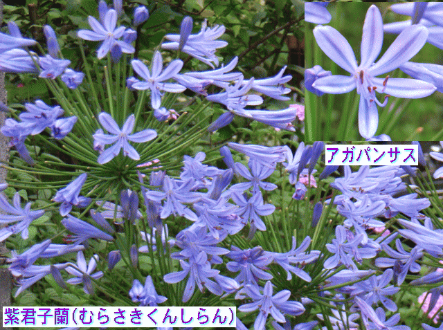 アガパンサス　薄紫の花　紫君子蘭(むらさきくんしらん)