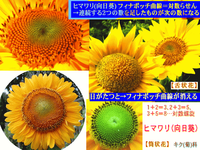 ヒマワリ(向日葵)   筒状花は対数螺旋＝フィナボッチ曲線