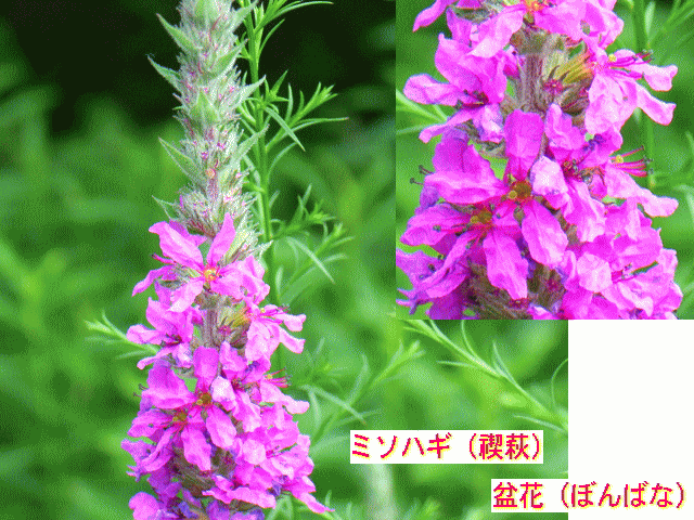 ミソハギ（禊萩） 紅い小花の円錐形△　別名は盆花（ぼんばな）