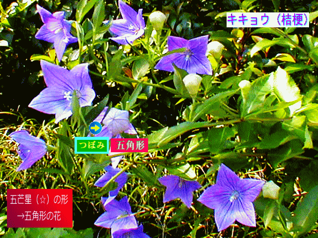 キキョウ（桔梗）五芒星（☆）薄紫 花とつぼみ（蕾）
