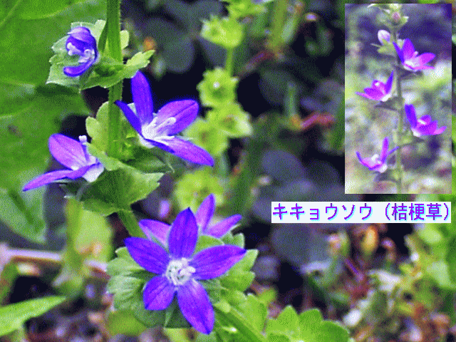キキョウソウ（桔梗草）　紫の小さな【五】弁花