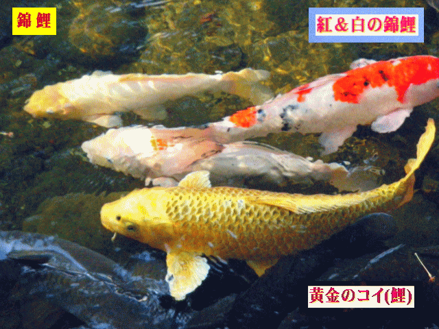 錦鯉【四】 黄金の鯉、紅白の鯉 【水相観】