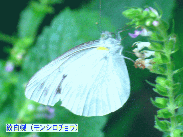 紋白蝶（モンシロチョウ）