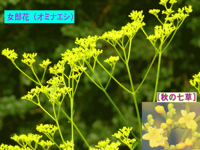 女郎花（オミナエシ）黄色い小花の集まり   [秋の七草]