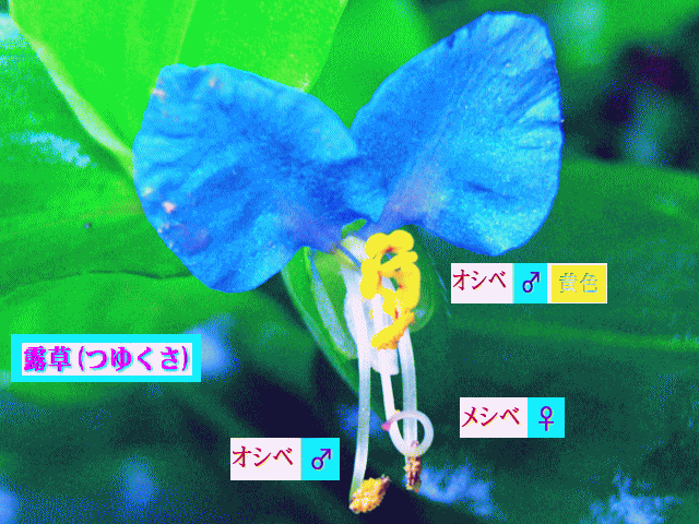 ツユクサ（露草）青い花 【二】枚の花びら　朝、咲く