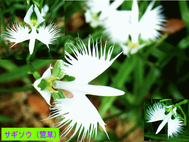 サギソウ（鷺草 さぎそう）　白い花　飛翔イメージ