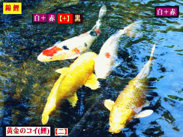 錦鯉【四】　黄金の鯉【二】、紅白の鯉【二】　【水相観】