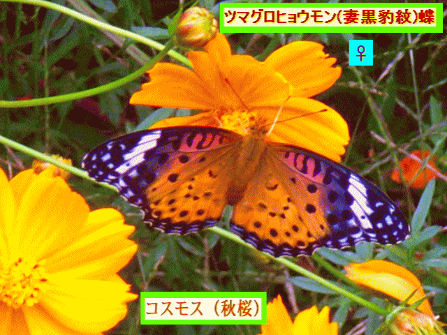 ツマグロヒョウモン蝶 ♀ ツマ＝妻♀は､黒に白の斑点