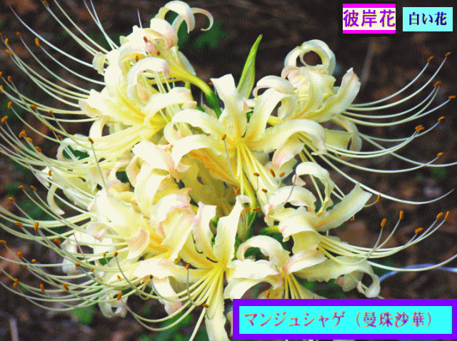 マンジュシャゲ（曼珠沙華）ヒガンバナ（彼岸花）  白い花
