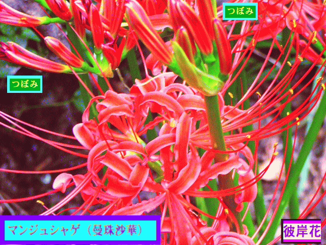 マンジュシャゲ（曼珠沙華）ヒガンバナ（彼岸花）  紅い花