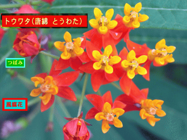 トウワタ(唐綿 とうわた)  赤いつぼみ、黄色い小花