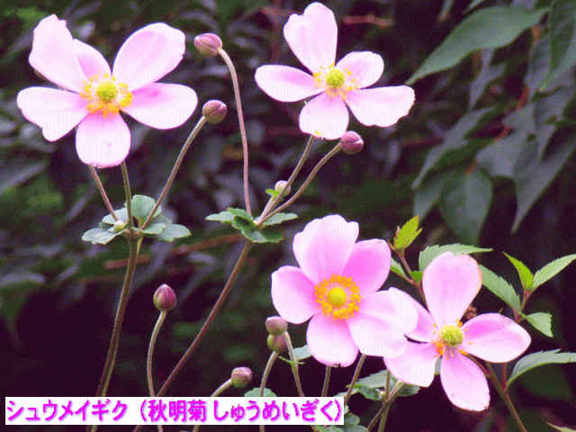 シュウメイギク（秋明菊）　ピンク　キンポウゲ（金鳳花）科