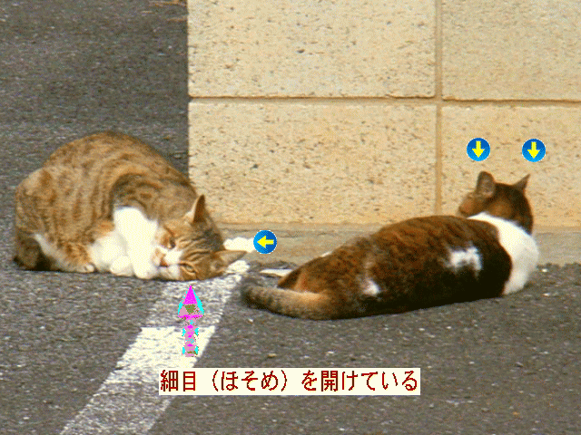 ネコ（猫)【二】匹コミュニケーション。喧嘩…　-６