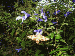 スズメガ　ホウジャク　と　サルビアの花