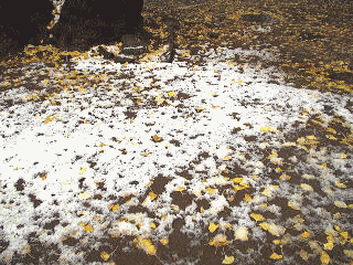 イチョウの葉と　雪