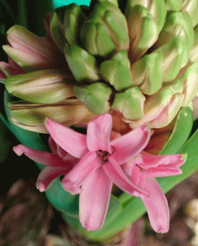 ヒヤシンスの花