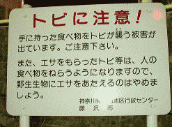 「トビに注意！」の立て看板　：江ノ島